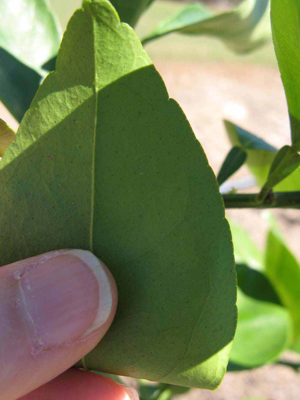              Margin (Winter Haven, FL)       